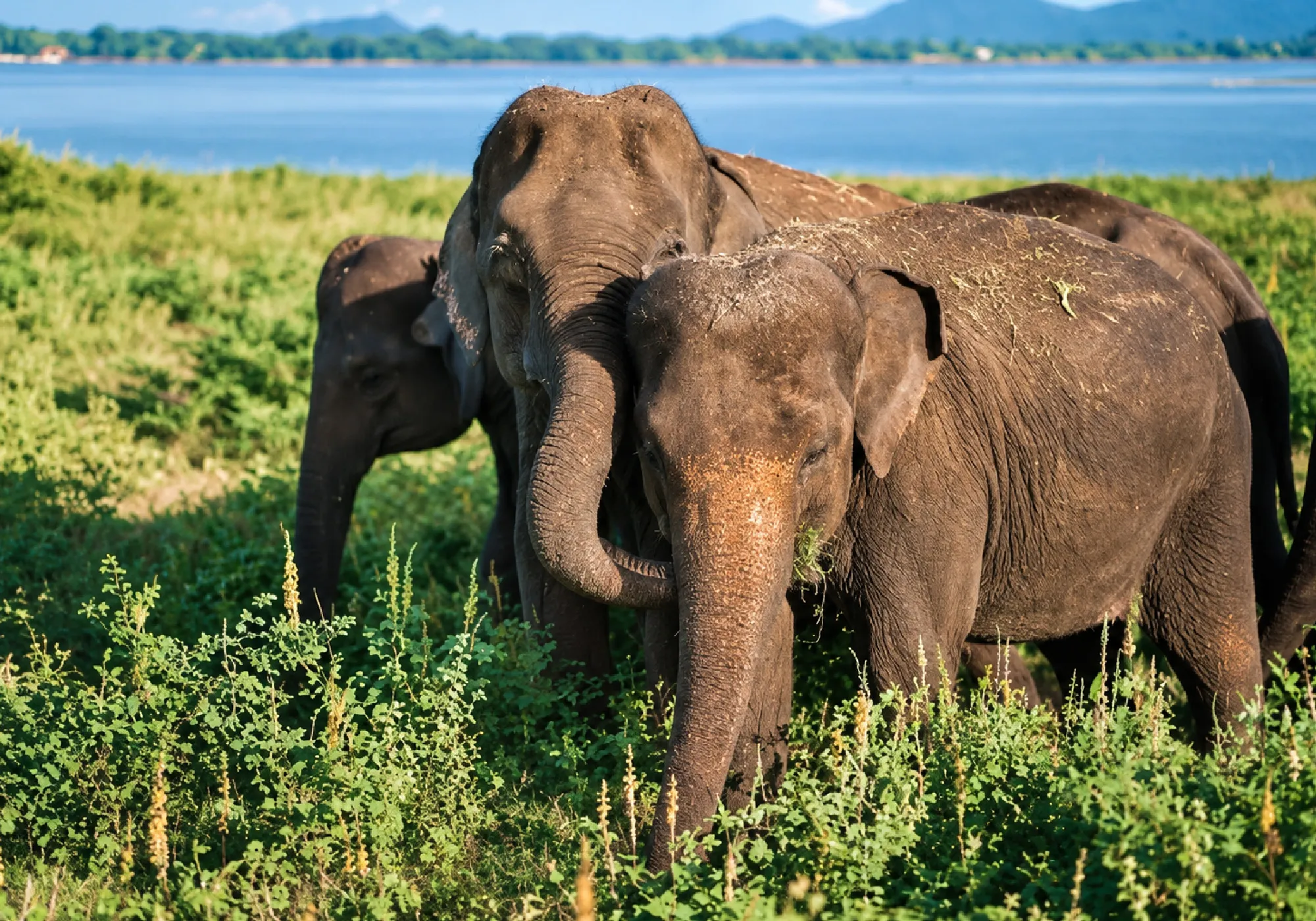 Best places to visit on a Sri Lanka wildlife tour featuring national parks, elephants, leopards, and diverse wildlife.