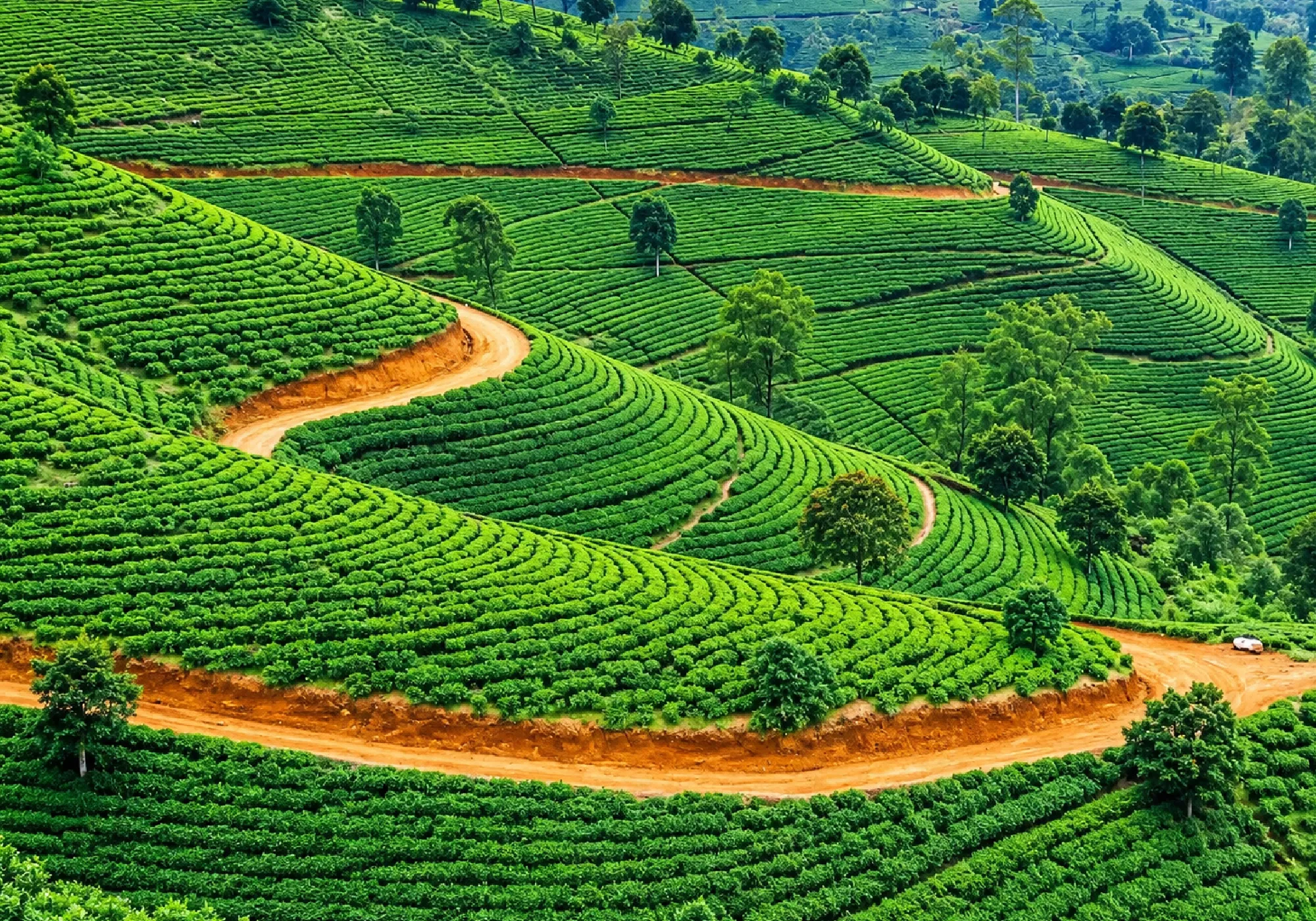 Lush green tea plantations in Sri Lanka with winding roads through scenic rolling hills.